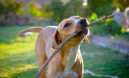 The Purrfect Charm: Why Cool Critter Charms Are a Must-Have for Your Pet!!